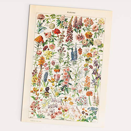 Follygraph Fleurs Affiche, Vintage Poster, Adolphe Millot 1909 reprint (A2)