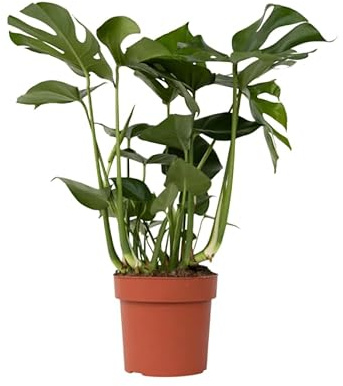 Monstera Deliciosa Natural Viva Planta de Hoja Exótica Ideal para Espacios Minimalistas
