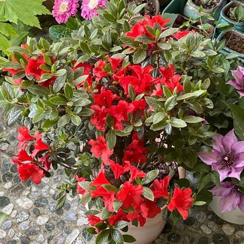 semillas de rododendro, semillas de azalea, resistentes al exterior jardín orgánicas exóticas 450pcs