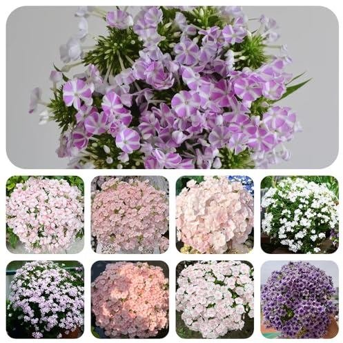 phlox bodendecker - mehrjährig winterhart dekoration wohnzimmer balkon 420samen