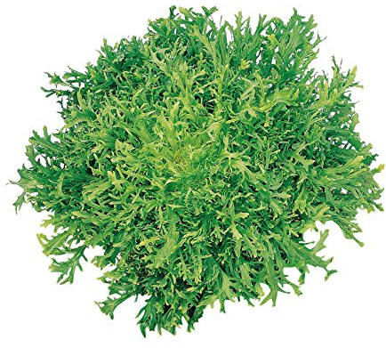 Burpee Galia Frisse Endive Seeds 950 seeds