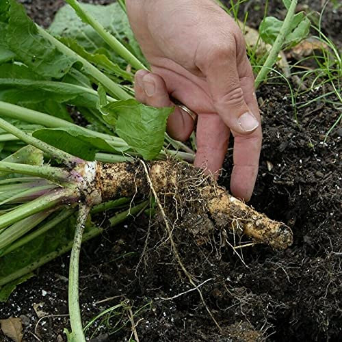 1 Roots of Horseradish - ARMORACIA RUSTICANA COCHLEARIA