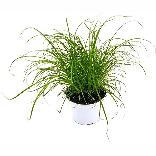katzengras winterharte für garten, winterfeste für balkon, katzengras pflanzensamen gartenpflanzen winterhart wintergemüse dekopflanzen 500samen