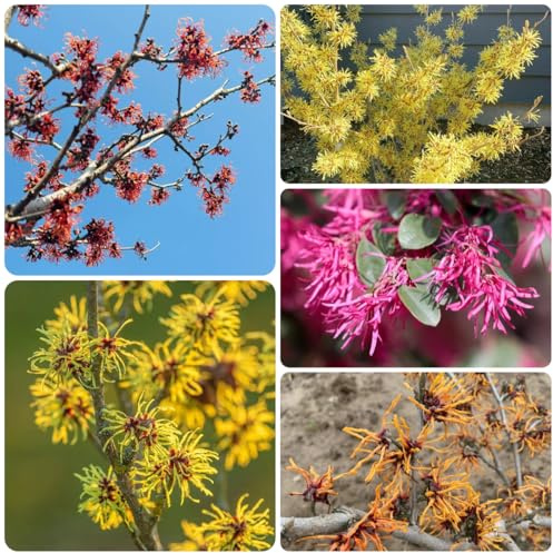 zaubernuss bonsaibaum, züchten zaubernuss gartenpflanzen winterhart mehrjährig exotische balkonpflanzen 125samen