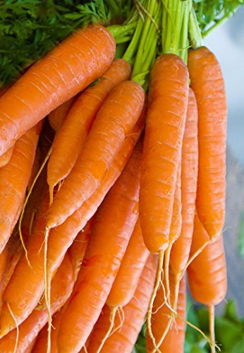 Seedeo® Möhre Rolanka (Daucus carota subsp. sativus) ca.100 Samen BIO