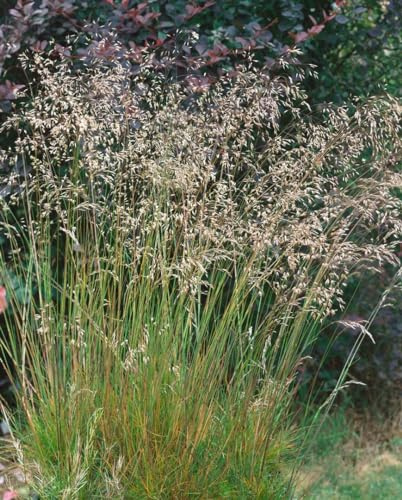 Deschampsia flexuosa 9x9 cm Topf – Winterhart, Mehrjährig, Pflegeleicht – Draht-Schmiele – Ziergras für Garten & Schattenbeet