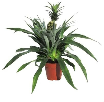 Ananás Planta Piña Natural Árbol Que Genera Piñas