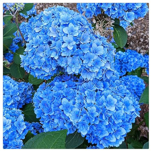 Hydrangea Bulbs UK,Hydrangea Plants for Garden,Potted-Plants-Rhizome,Excellent Display-3bulbs-D