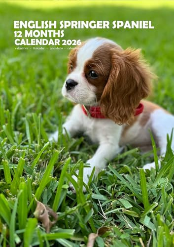 English Springer Spaniel Wandkalender 2026, 12 Monate, A3, Hunderassenfotografie, Monatsplaner mit gratis Aufkleber-Packung