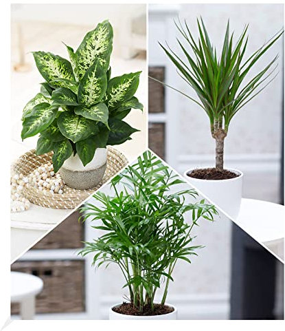 BALDUR Garten | 3er-Mix Luftreinigende Zimmerpflanzen 'Fresh Air' | Dieffenbachie, Dracena Drachenbaum und Chamaedorea Palme je 1 Pflanze, Grünpflanzen, mehrjährig - frostfrei halten