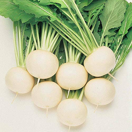 Turnip 'Oasis' Seeds Hardy Annual Vegetable Garden Plants Easy to Grow Your Own 'Oasis' 1 Packet of 250 Seeds by Thompson and Morgan