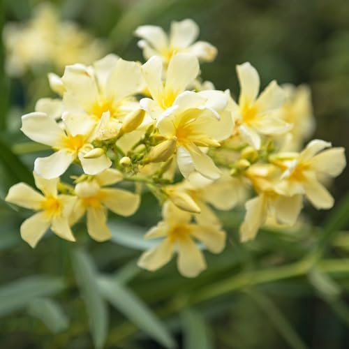 Semi di oleandro - per giardinieri semi di selvatici balcone vecchie varietà decorazioni giardino per esterni i luoghi soleggiati giardino 12pcs