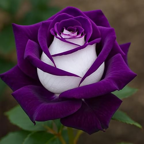 Rosa perenne rara – Tallo de rosa – Arbusto perenne – Resistente y fácil de cultivar – Hermosa decoración para el jardín y el balcón-1 root-F