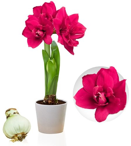 Bulbi di Amaryllis Double Pink - 1 bulbi fiori in grande formato 26/30 - Piante e fiori esclusivi dall'Olanda - Autentici Hippeastrum (senza semi, senza cera e non artificiali)