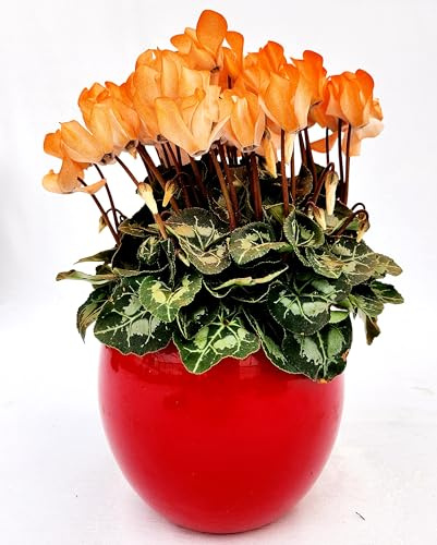 POWERS TO FLOWERS - CICLAMINO COLOR LIFE ARANCIONE, IN VASO CERAMICA SFERICO ROSSO, VASO 15CM DIAMETRO, piante vere