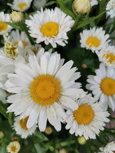 GARTEN-MARGERITE MAYFIELD GIANT 100+ Samen - LEUCANTHEMUM MAXIMUM Z 177