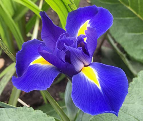 Votaniki Iris hollandica Blue Magic Dutch Iris Bulbs Deep Violet Blue Spring Blooming Flowers for Borders Landscaping Cottage Gardens and Fresh Cut Flower Arrangements