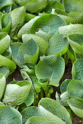 Hosta tokudama 'Abiqua Drinking Gourd' 11x11 cm Topf – Winterhart, Mehrjährig, Pflegeleicht – Blaublatt-Funkie – Blattschmuckstaude für Schattenbeet & Kübel