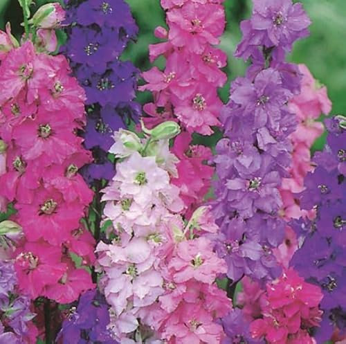1 Pack of 300 SEEEDS Larkspur - Dwarf Double Mixed (Delphinium consolida)