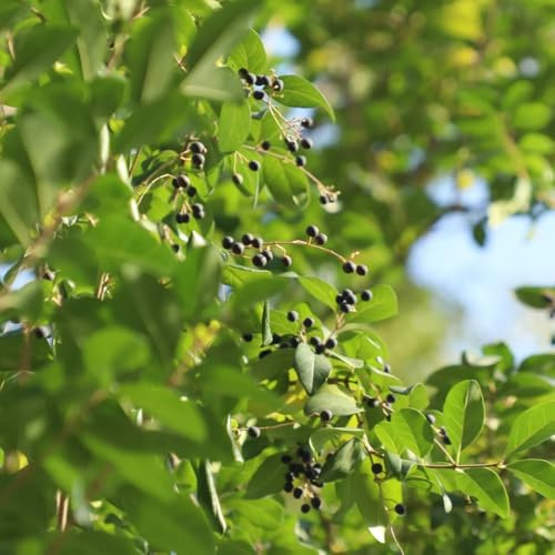 semi di ligustro - vecchie varietà, biologici, balcone letto rialzato, giardino, resistenti 100pcs