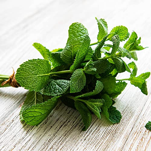 Mint Plants, Garden Mint, Plug Plant Pack, Herb Plants, Kitchen or Patio, Fresh Produce, Garden Ready and Ready to Plant, Premium Quality Herbs (9)