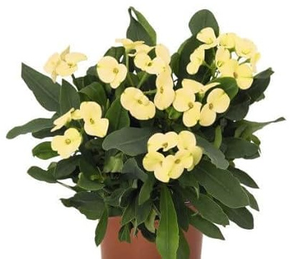DECOALIVE Cactus Espina Cristo Blanco Planta Natural
