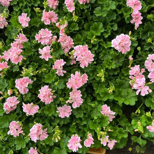 100 pz Semi di geranio pendenti - Pelargonium hortorum, gerani