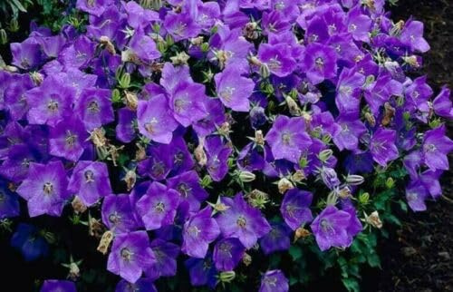 Buy4seeds 2000 Seeds Campanula carpatica Blue Bellflower Useful for Gardening (2000 Seeds) Easy To Grow
