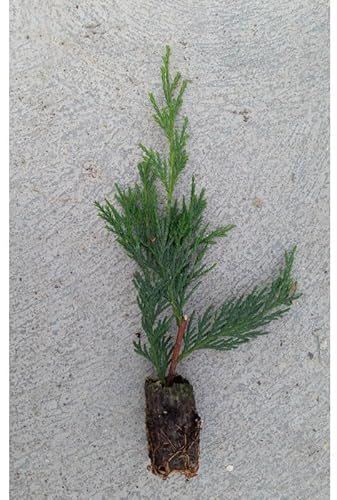 25 Uds Ciprés Leylandi (Leyland, Leilandi) 15-30 cm | Arbusto Siempreverde para Setos Vivos, Cerramientos Naturales y Pantallas Vegetales | Crecimiento Rápido y Fácil Mantenimiento