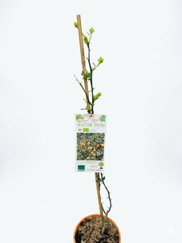 MODIPITRE Poncirus trifoliata BIO, Pianta Viva da Esterno, Verde e Bianco, Fiori Invernali, 1 Pianta in Vaso