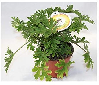 Geranio de olor antimosquitos (maceta 13 cm Ø)