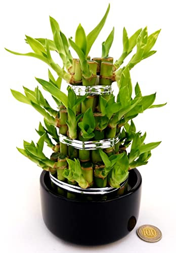 POWERS TO FLOWERS - LUCKY BAMBOO A 3PIANI, IN VASO CERAMICA NERO, Pianta Vera