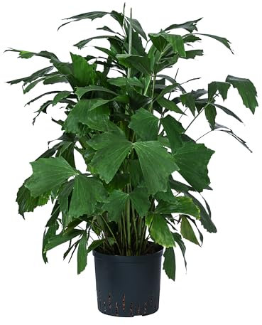 Dehner Fischschwanzpalme, Caryota mitis, in Hydrokultur, ca. 90 cm, Ø Topf 22 cm, Zimmerpalme