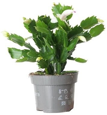 Cactus de Pascua Vivo Planta Natural de Interior con Floración Brillante