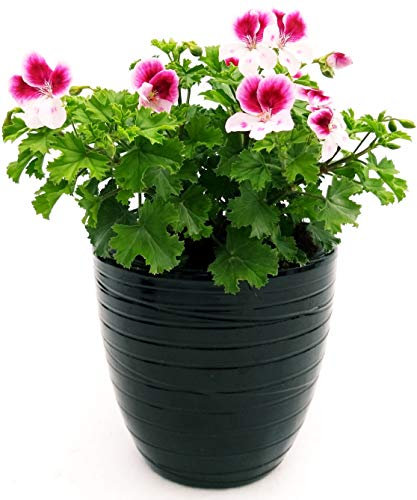 POWERS TO FLOWERS - GERANIO IMPERIALE ANGEL EYES PELARGONIUM, IN VASO CERAMICA NERO A RIGHE, piante vere