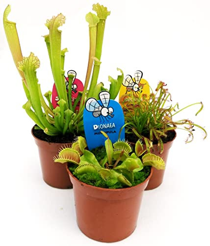POWERS TO FLOWERS - PIANTE CARNIVORE TRIS, DIONAEA, DROSERA, SARACENIA, TRE PIANTE, VASO 9CM, piante vere