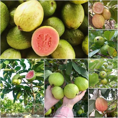 guave - bonsai topf obstsamen säulenobst obstpflanzen obstbäume bohnenkraut balkonpflanzen winterhart exotische hochbeet für balkon pflanzensamen 250samen