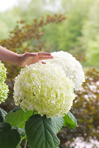 Suttons Hardy Hydrangea Arborescens ‘Strong Annabelle’ Deciduous Flowering Shrub, Ideal for Cut Flowers, Patios & Woodland Gardens (1 x 5 Litre Pot)