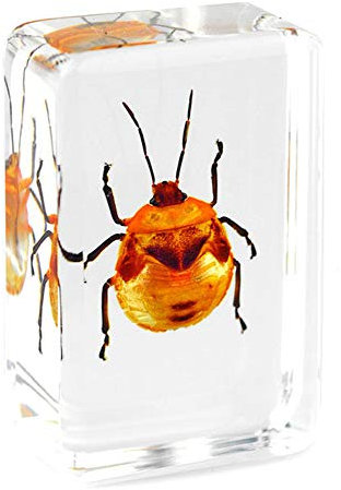 Insekt Probe Briefbeschwerer Harz Präparatoren Smaragd-Skarabäus Kupfer Blume Skarabäus Gebogener Smaragd-Skarabäus Didaktik Der Biowissenschaften Echt,04