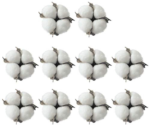 10 Stück Getrocknete Wattebäusche Natürliche Baumwollkapseln für Weihnachtskränze aus Stockzweigen Verdrahtet Rohen Look Weiß Baumwollzweig Picks Weiß