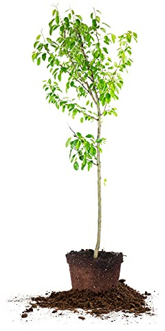 Perfect Plants Moonglow Pear Tree 4-5 ft. Tall Cross Pollinator Heavy Producer of Sweet Fruit, White Flowers