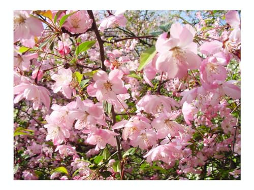 Malus HALLIANA, Hall Crab Apple, Masses of Pink Flowers, Edible Fruits, crabapple Tree in a 7cm or 8cm Pot