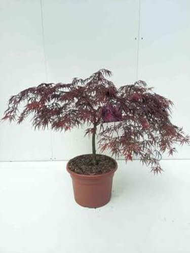 Acer palm. 'Inaba Shidare' - Erable Du Japon, Érable Palmé 'Inaba Shidare'' 60-80 cm en pot