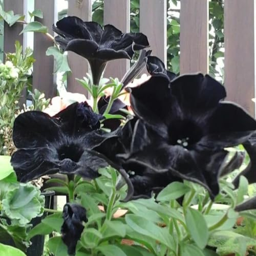 semi di petunia perenne ornamentali, decorazione, sospesa di petunia sospese decorativi resistenti balcone biologici aiuola, 400pcs