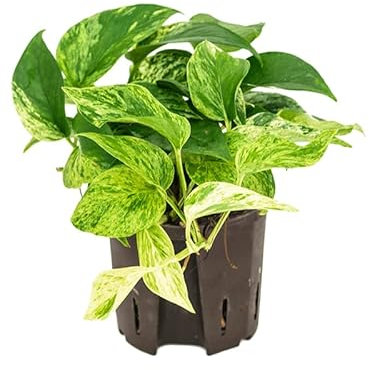 POTHOS Marble Queen - Scindapsus Epipremnum Pinnatum Variegata - Devils Ivy - Indoor Plant in 12cm Pot