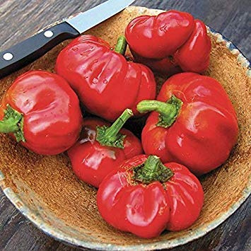 Semi di mini peperoni rossi dolci