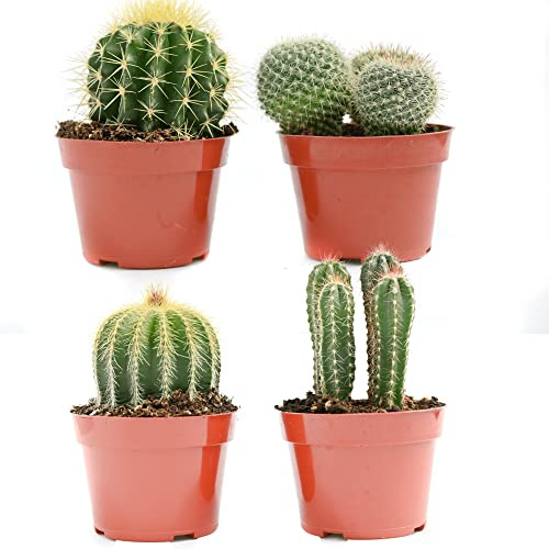 Cactus Plants Live – Large Assorted 4-Inch Cactus Plants – Fully Rooted Potted Cactus Plants – Live Cactus Plant Set (4)