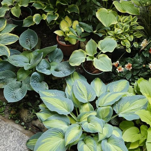 Semi di Hosta, rare Hosta plantaginea, hosta resistente acquistarere hosta semi di hosta funky resistente esotiche selvatici 400pcs