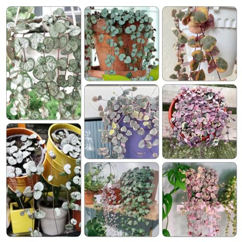 semillas de candelabro, Ceropegia woodii que prefieren la sombra verano en del jardín silvestres interior 200pcs