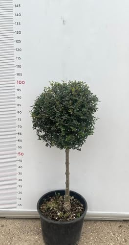 PIANTA DI LIGUSTRUM JONANDDRUM IN VASO ALBERELLO 1/4 FUSTO (foto reali) LIGUSTRO